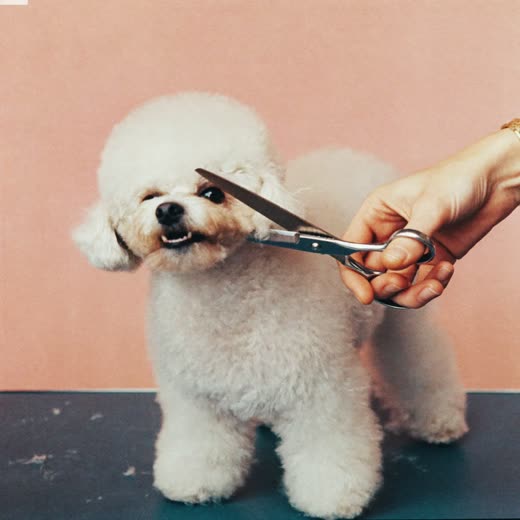 A poodle on a grooming table being scissor-trimmed